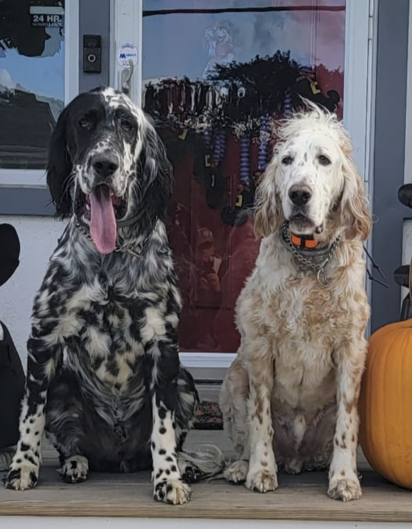 Real-life inspiration photo of English Setters Clancy and Tucker sitting side by side on a front porch