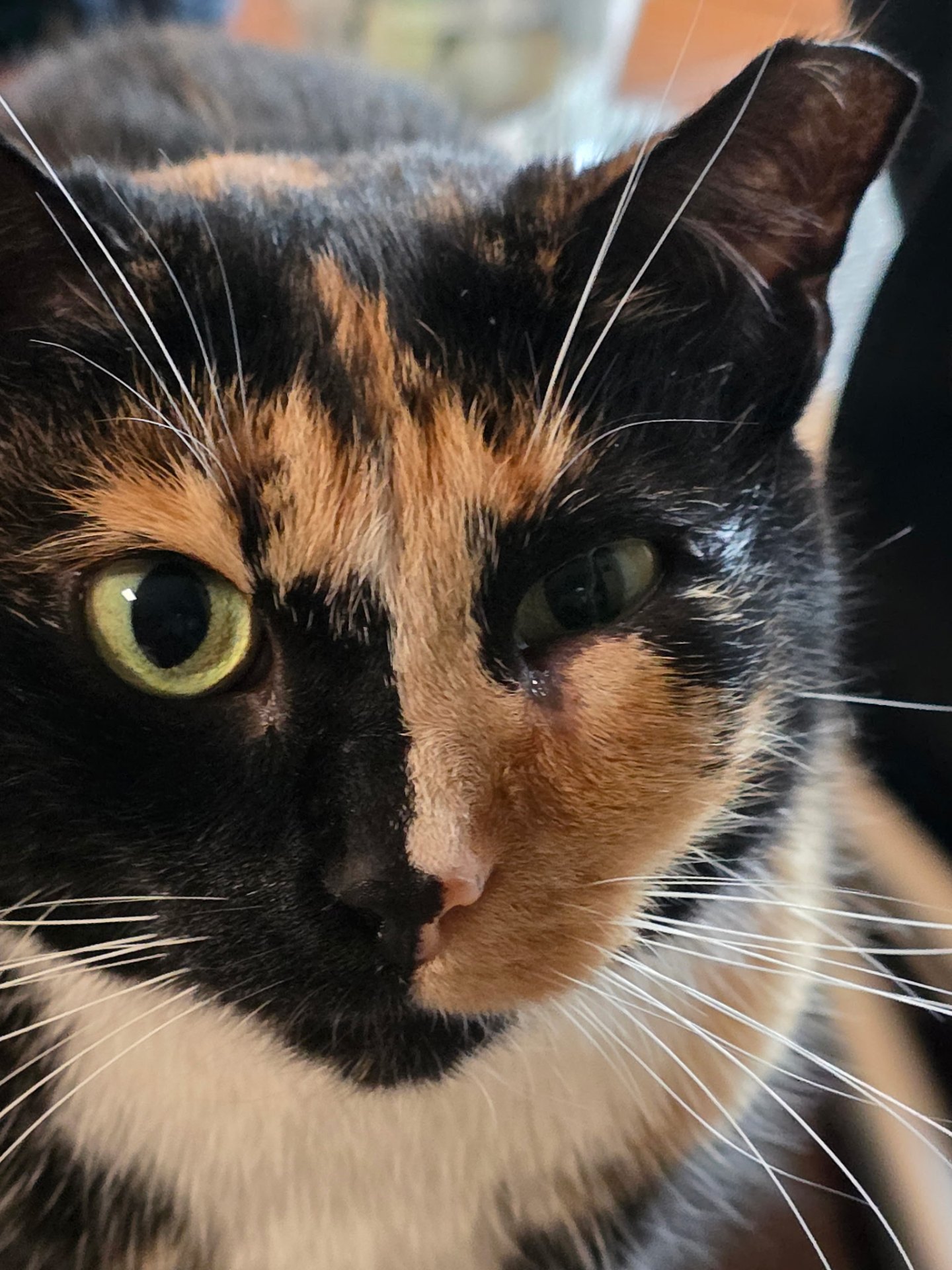 Original photograph of Miss Kitty, a calico cat with green eyes