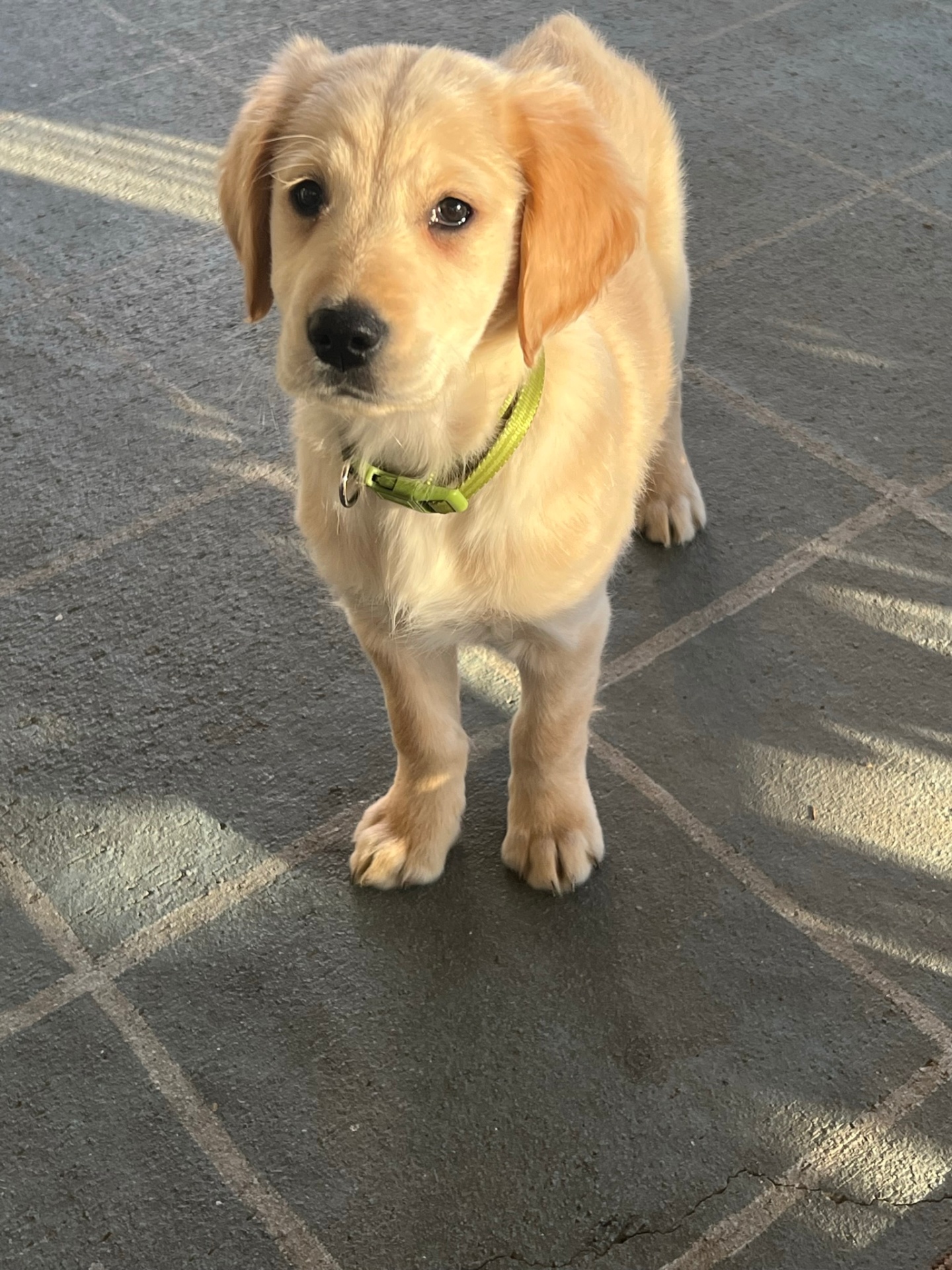 Original photograph of a golden retriever puppy